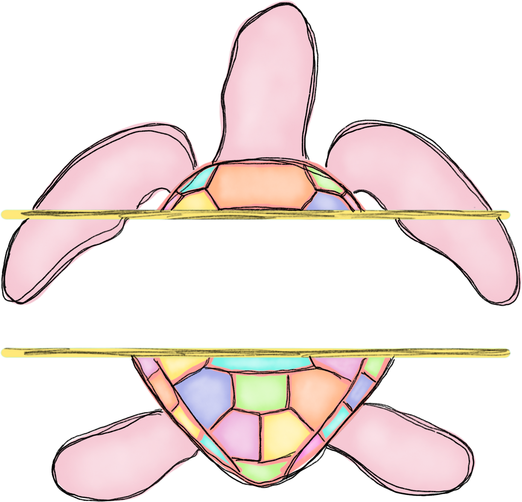 Pink Turtle Name Plate – TLC Designs and Customs, LLP